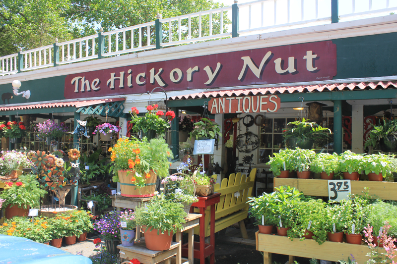 Hickory Nut 2